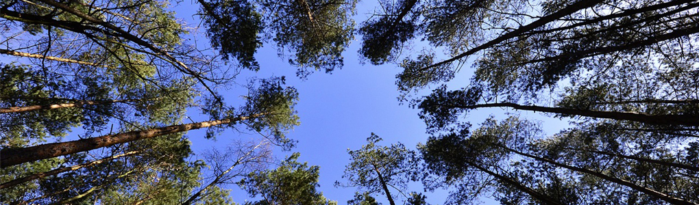 Why invest in trees?
